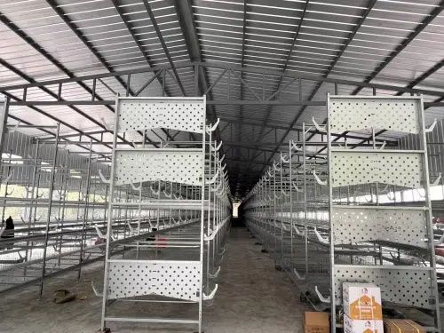 80后大學生返鄉創業，蛋雞養殖年銷售額破億元